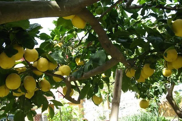 Affittacamere Antonella Casa de hóspedes 3*