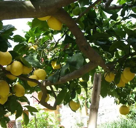 Affittacamere Antonella 招待所 3*