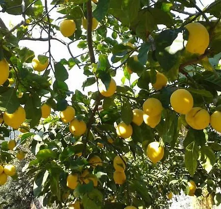 Affittacamere Antonella 招待所