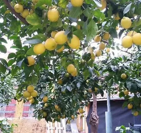 Affittacamere Antonella 招待所 蒙特罗索阿尔马雷