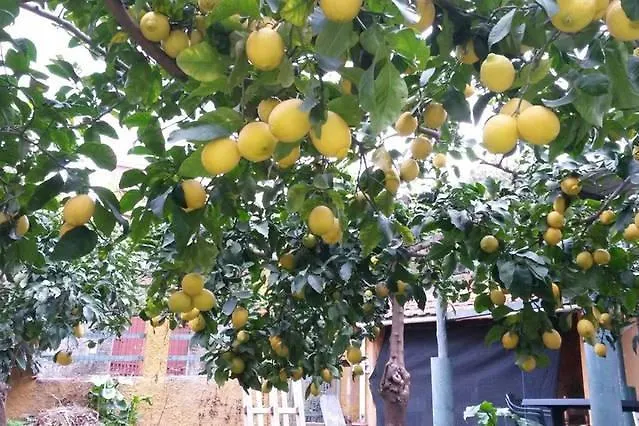 Affittacamere Antonella בית הארחה מונטרוסו אל מארה